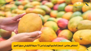 انخفاض مفاجئ.. أسعار المانجو اليوم تبدأ من 15 جنيهًا للكيلو في سوق العبور 1